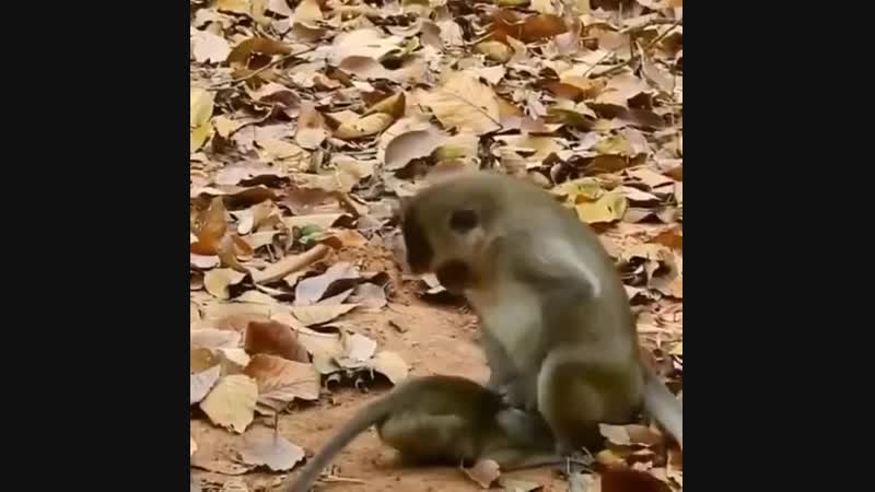 Без названия