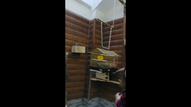 Попугаи, голуби разных видов