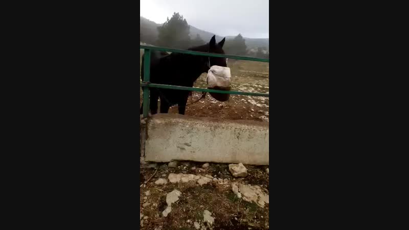 Без названия