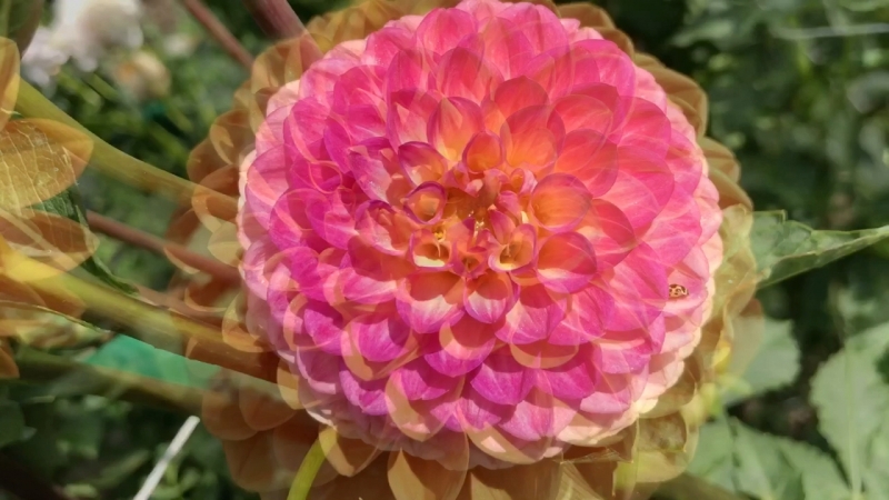 Цветущий сад!🐝🌺