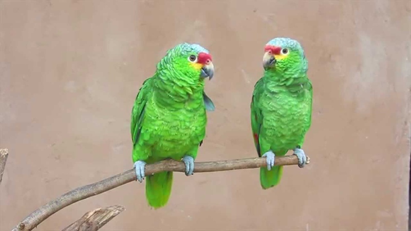Parrots say Hari bol Hare Kṛṣṇa