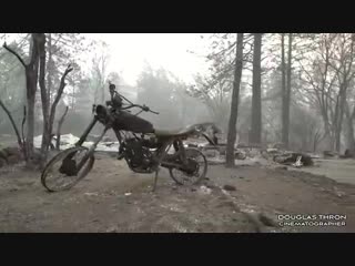 .Большое сердце.......Шеннон Джей спасает оставшихся в живых кошек в сгоревшем дотла американском городе Парадайз в Калифорнии..