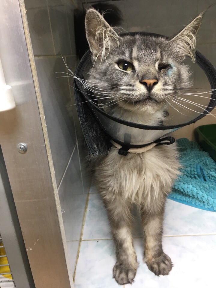 Кошки в нашей жизни. Кошки и все, что с ними связано.