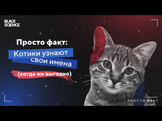 Просто факт: Котики узнают свои имена (когда им выгодно)