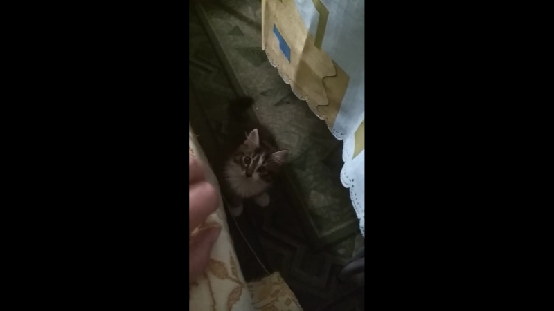 Мартин 1