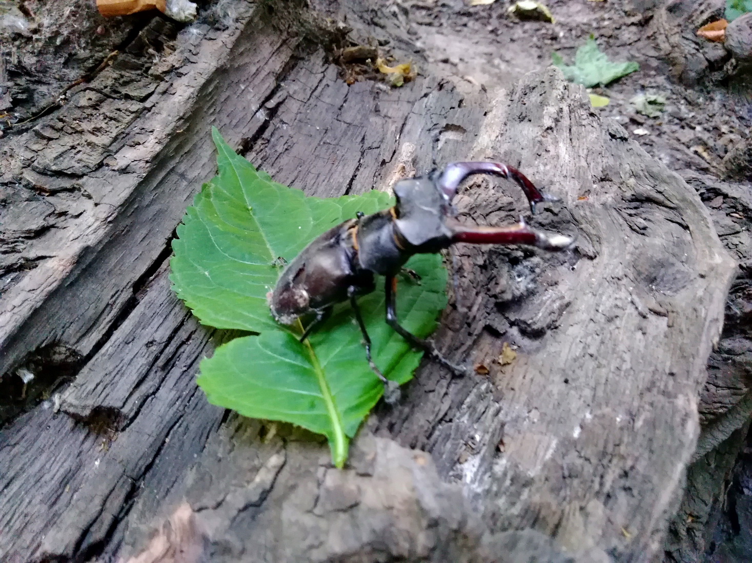 [​IMG]