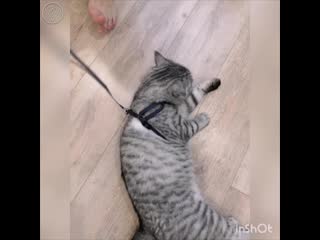 Кот собрался на прогулку