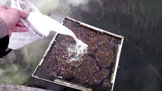 Уход за водоёмом, обработка известью! Пруд для разведения раков рыбы на даче!