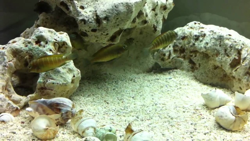 Tropheus Golden Kazumba