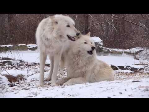 Wolves Howling in the Snow