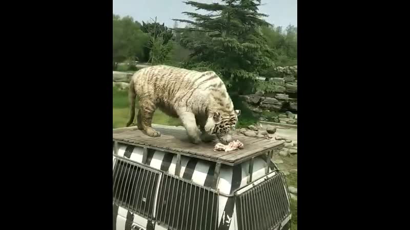 Красавец! 🐯😉
