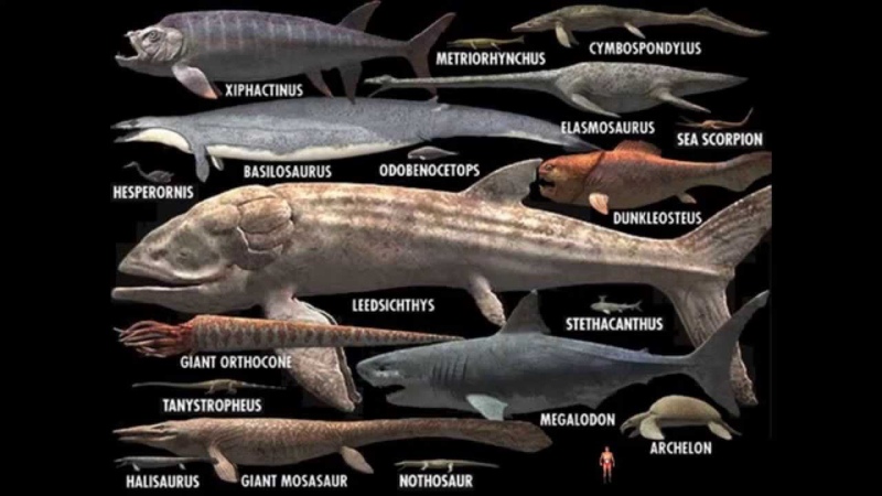 Megalodon atrapado por error