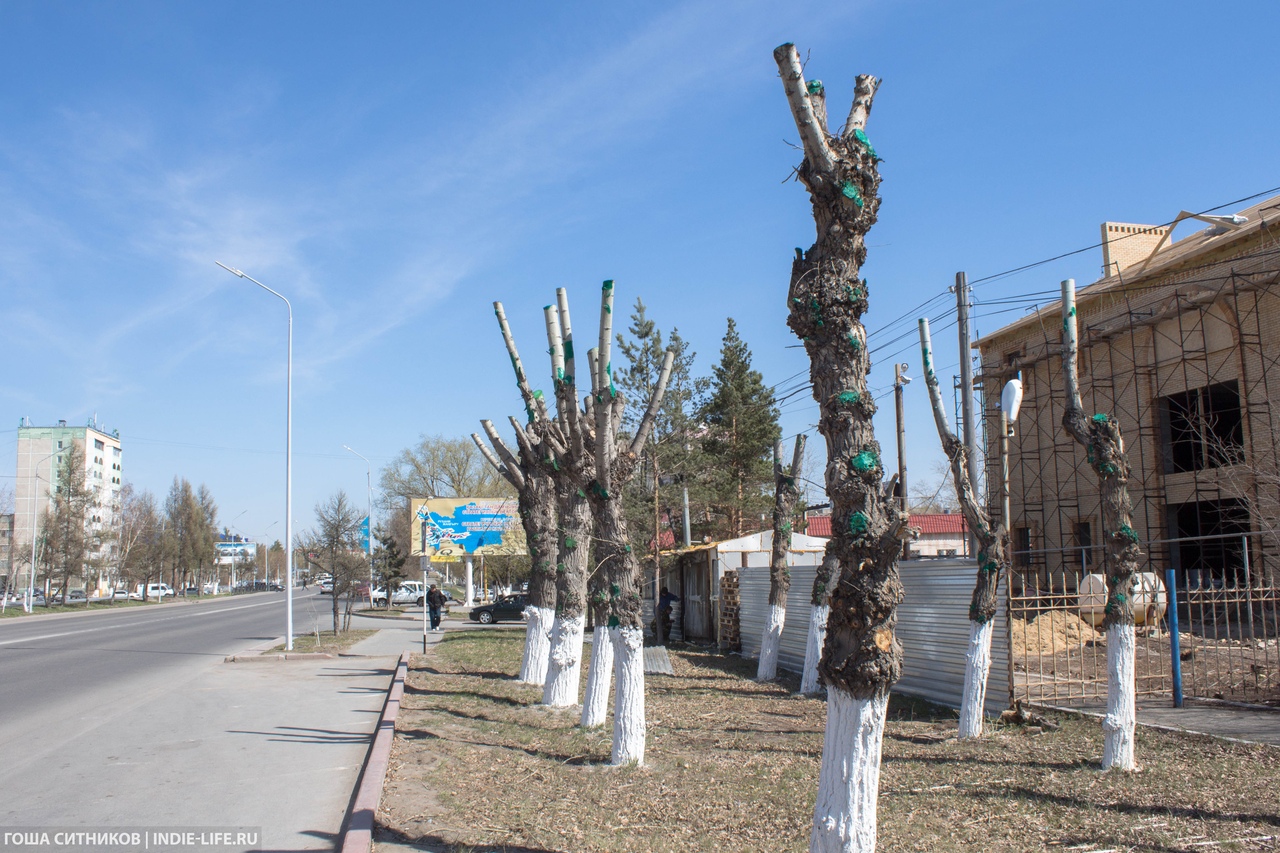 Кронированные деревья
