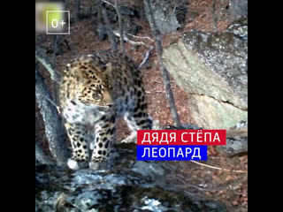 Полиция взяла под опеку леопарда Стёпу – Россия 1