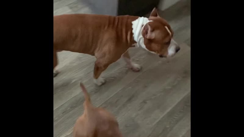 Утренние сборы 🐕🐕 🚶🏼♀️