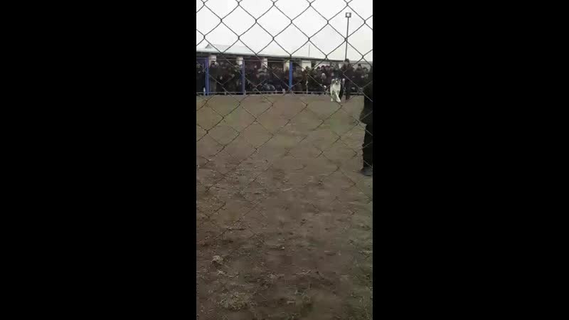 Сын алапара