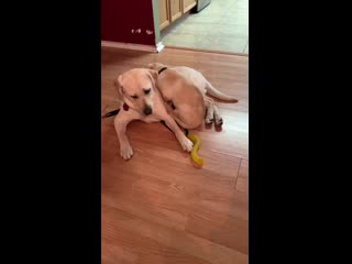 My Sister raises guide dogs for the blind. Here are her oldest, and youngest pups bonding for the first time.
