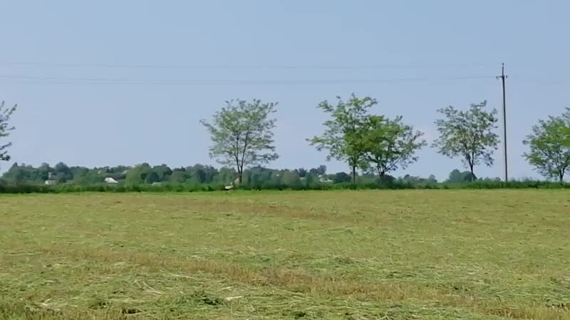 Лелеку зустріли, Тернопіль.