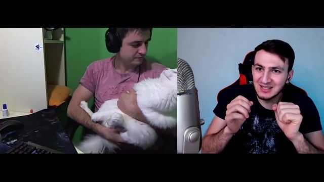 мейн кун кусь (maine coon)