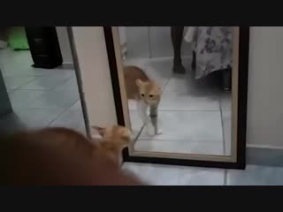 Жизнь котика к такому не готовила
