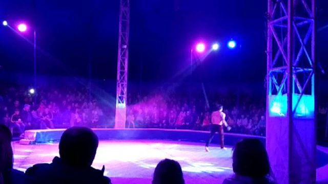 Gehirn_der_fliege video