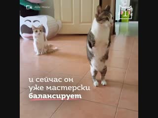 Котик без передних лап