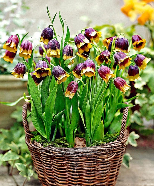 рябчик михайловского рябчик михайловского (fritillaria michailowsyi) изящное мелколуковичное растение высотой 15-25 см. его родина северо-восток турции. вид описан в 1904 году.в последнее время