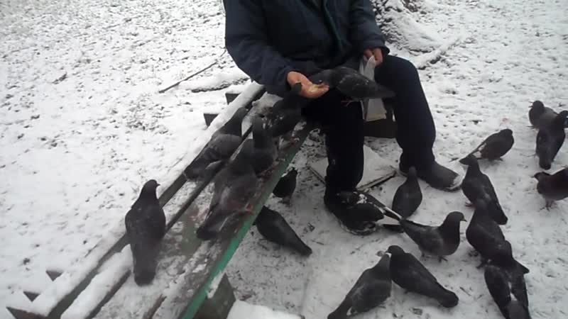 015 ГОЛУБИ И СНЕГ !
