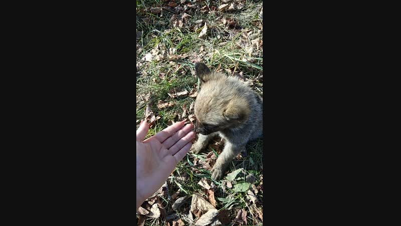 VID_20181017_131440.mp4