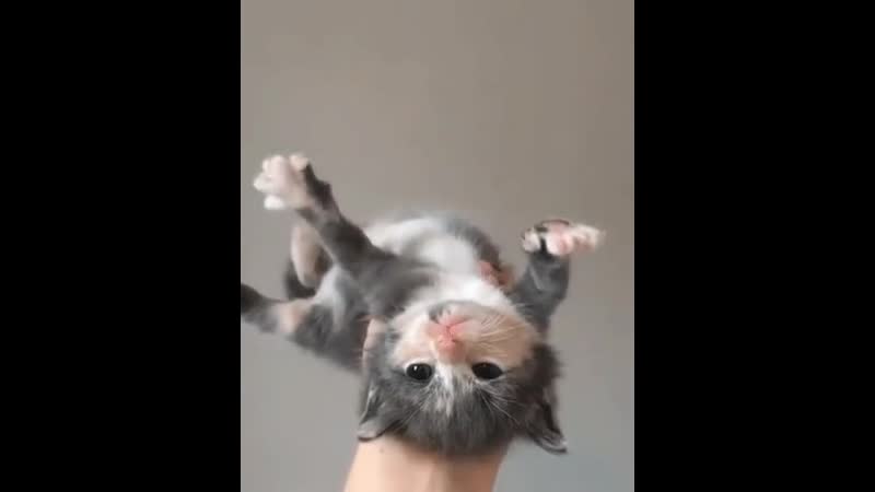 Doc153482379_507626275.mp4