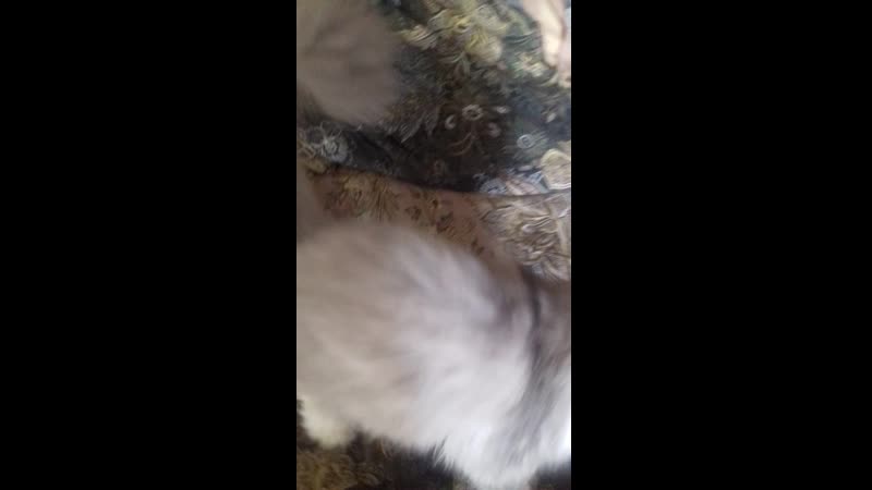 1555763970183.mp4