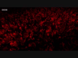 Underworld - BBC 6 Music Festival 2016