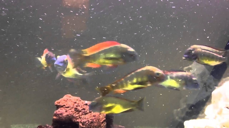 Tropheus Red Rainbow