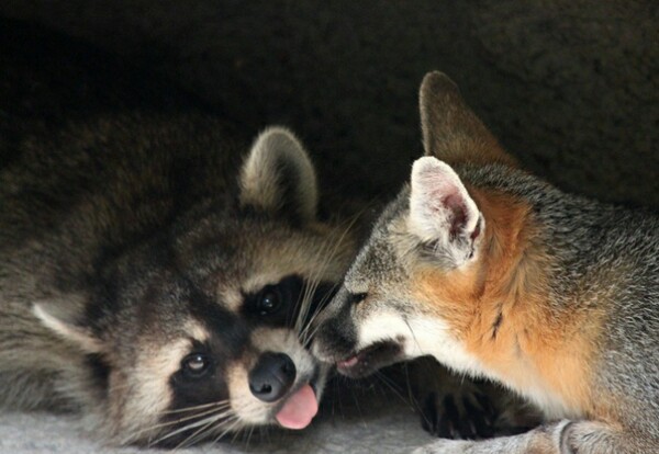 Александр Лушков