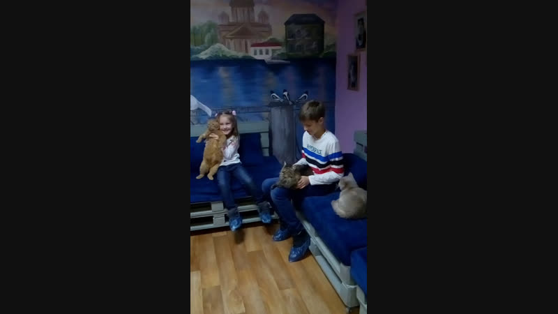 Live Котокафе КОТейня Дзержинск