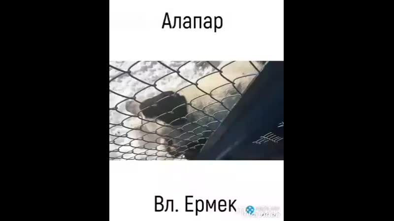 Алапар Чимпиён 2018-2019