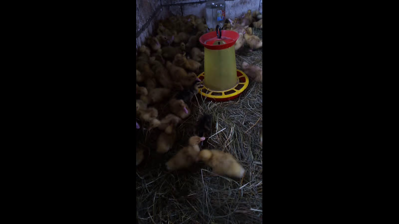 Live Комбикорма Арзамас