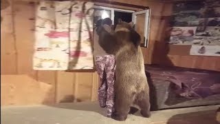 И медведь - друг человека!