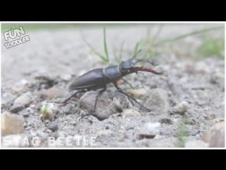 Insects Bugs in Real Life. Education Learning Video