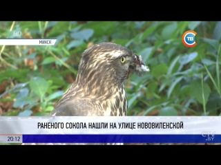 В одном из дворов Минска нашли раненого сокола