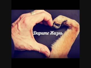 Дарите Жизнь... 2018г.