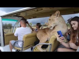 ВАУ ВИДЕО !!!Львица -автомобилист снова в машинке с людьми :)