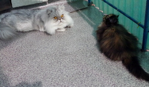 Кошки в нашей жизни. Кошки и все, что с ними связано.