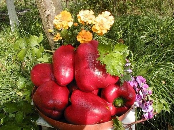 чтобы перцы были крепкими, а урожай - богатым чтобы перцы были ядреными, крепкими и усыпаны плодами, подкармливайте их банановым настоем. половину 3-литровой банки наполните кожурой бананов,