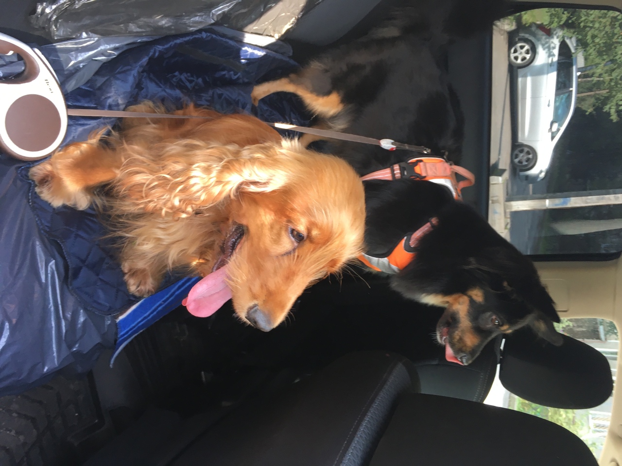 Кошки в нашей жизни. Кошки и все, что с ними связано.