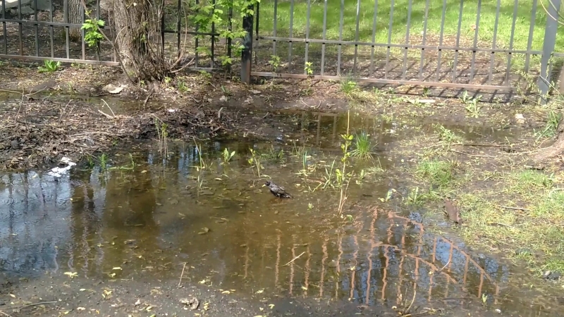Птичька (жывая)