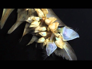Goose Barnacles