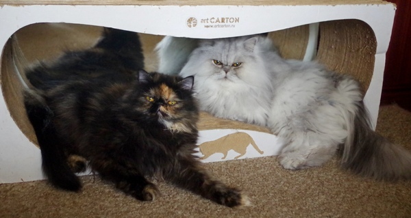 Кошки в нашей жизни. Кошки и все, что с ними связано.