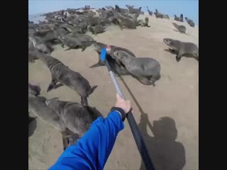 Спасли морского котика от сетки