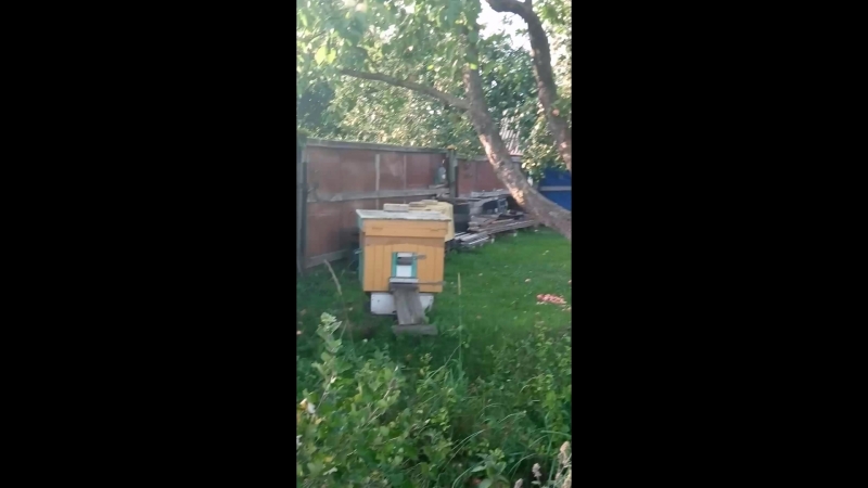 пасека